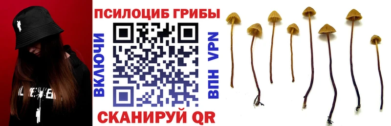 Псилоцибиновые грибы Psilocybine cubensis  OMG   Урюпинск 